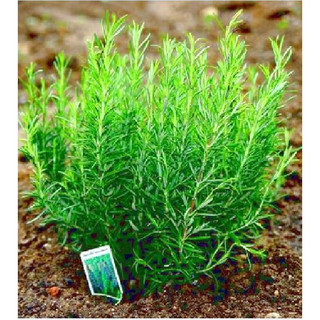 Hạt Giống Cây Hương Thảo