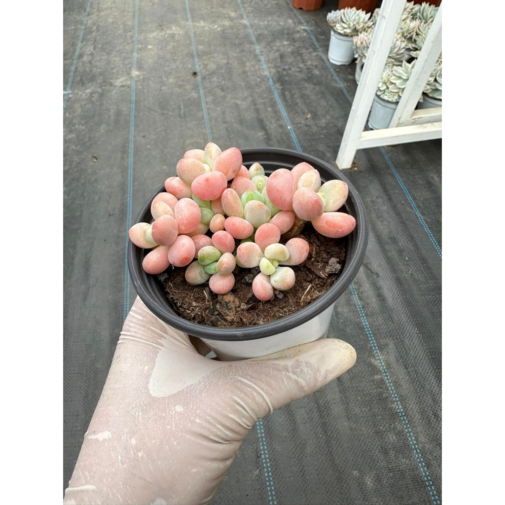 Sen đá Graptopetalum cavier