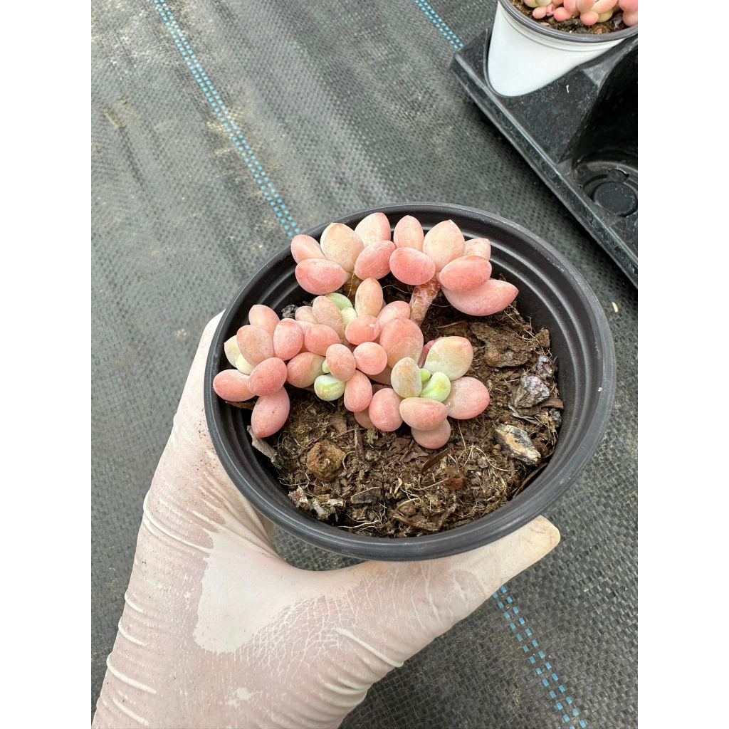 Sen đá Graptopetalum cavier