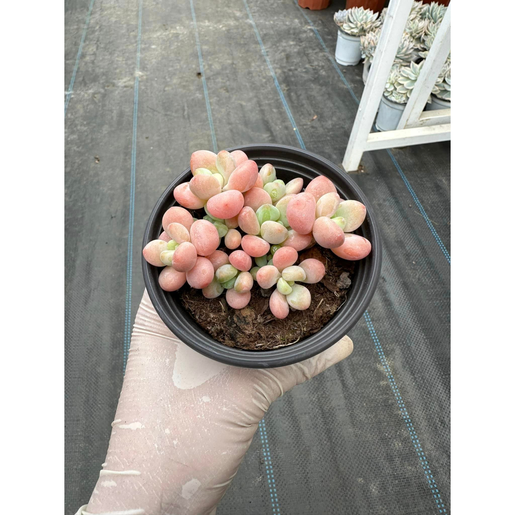 Sen đá Graptopetalum cavier