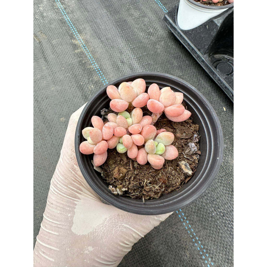 Sen đá Graptopetalum cavier