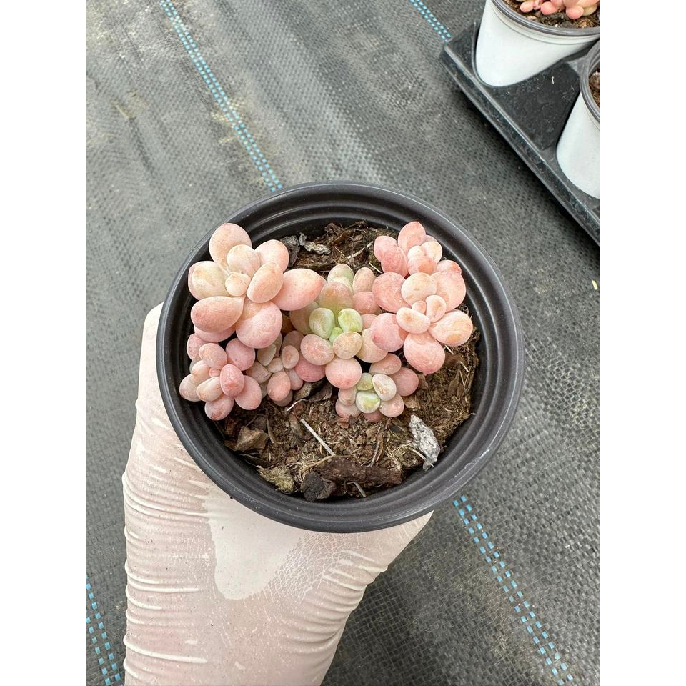 Sen đá Graptopetalum cavier