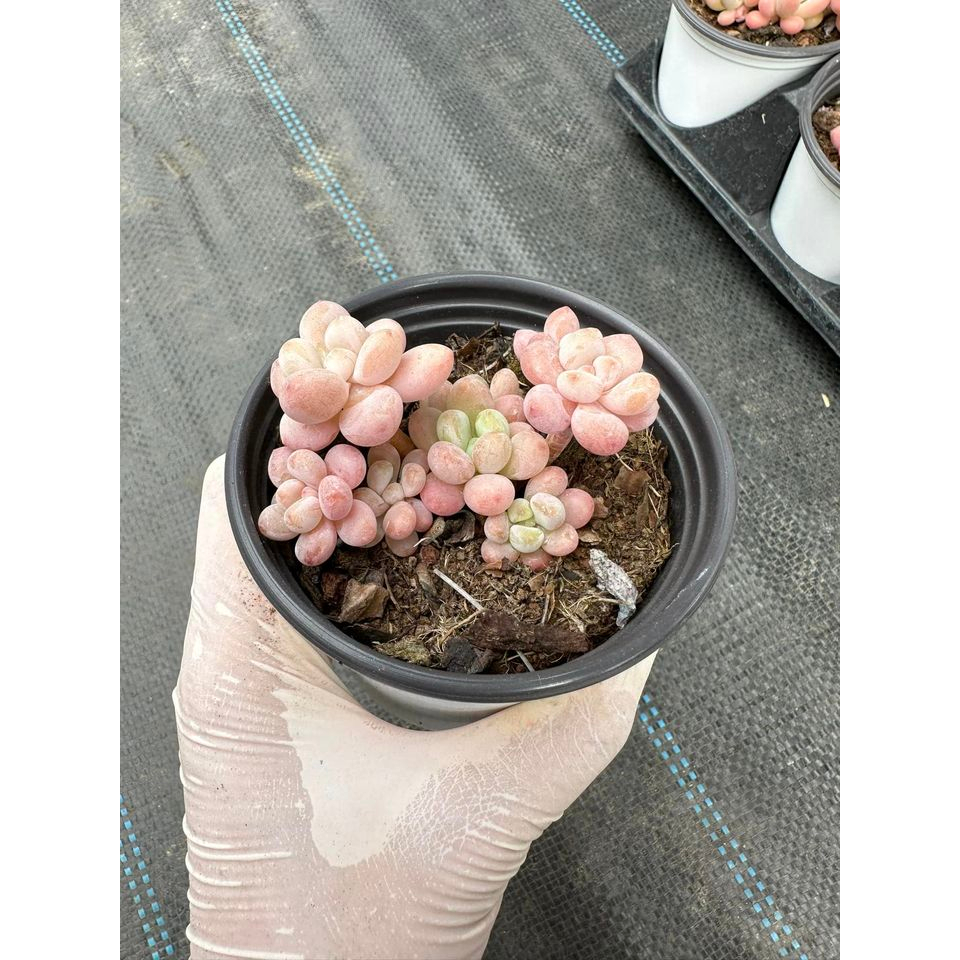 Sen đá Graptopetalum cavier