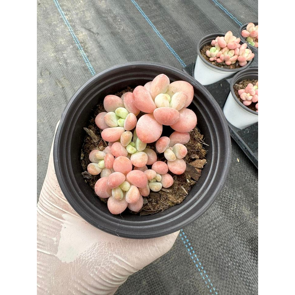 Sen đá Graptopetalum cavier