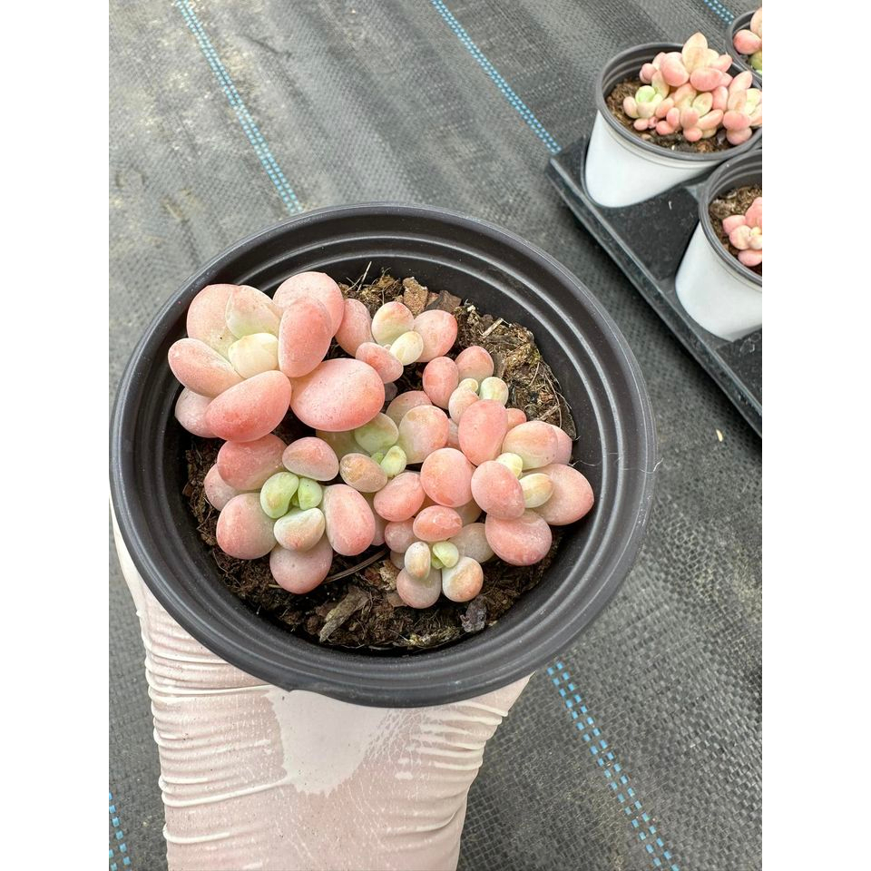 Sen đá Graptopetalum cavier