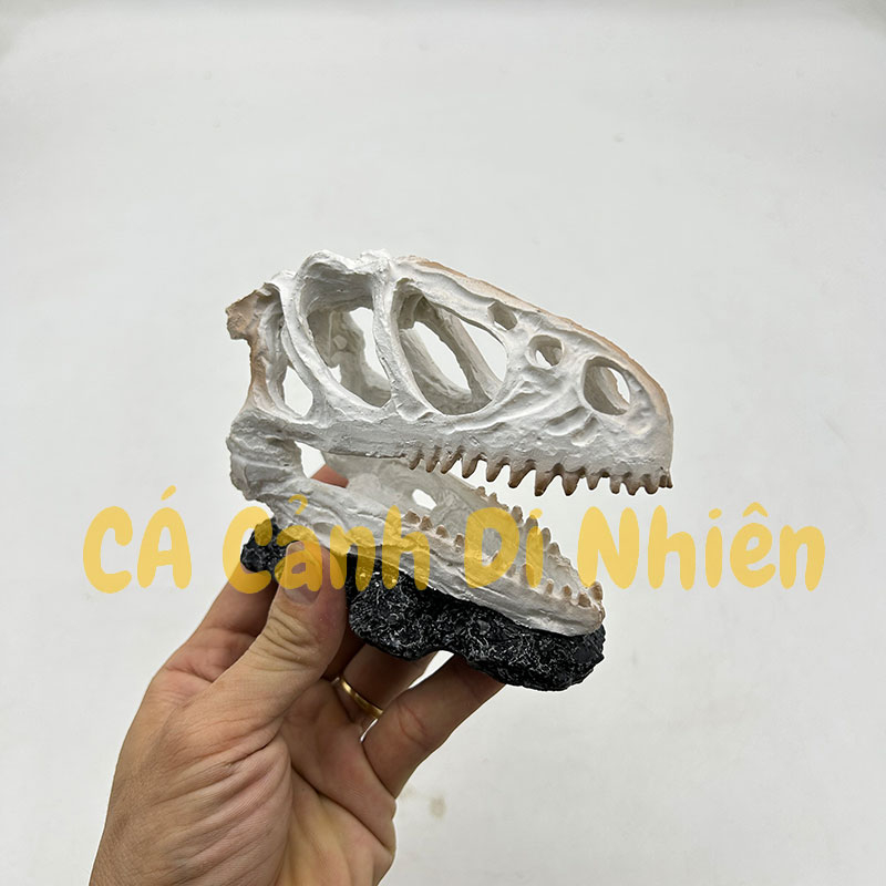 Tượng đầu lâu Khủng long rồng làm tiểu cảnh trang trí hồ cá thủy sinh nuôi bò sát