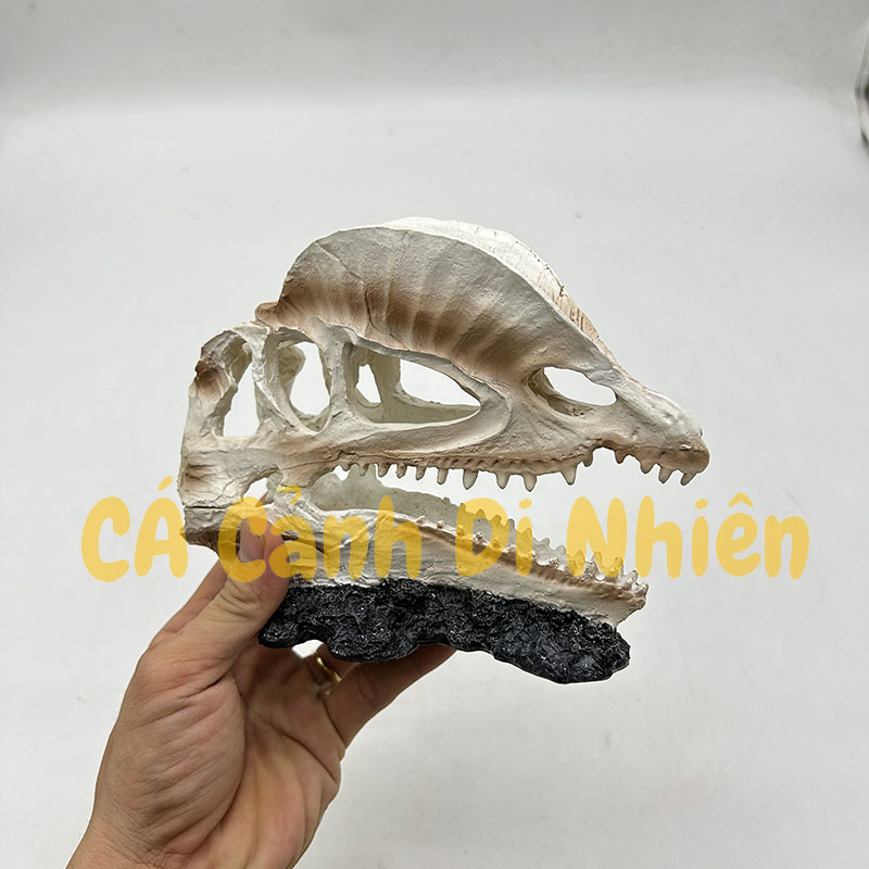 Tượng đầu lâu Khủng long rồng làm tiểu cảnh trang trí hồ cá thủy sinh nuôi bò sát