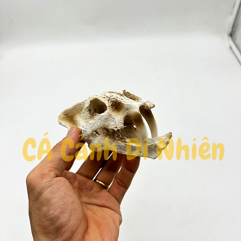 Tượng đầu lâu Khủng long rồng làm tiểu cảnh trang trí hồ cá thủy sinh nuôi bò sát