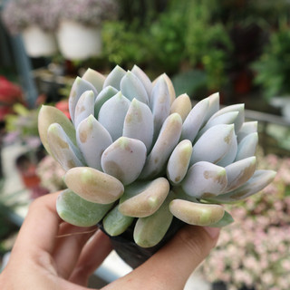 Sen đá sỏi xám siêu to siêu rẻ dễ trồng