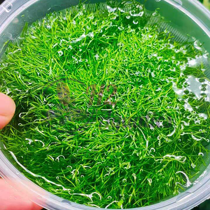 Rêu ricca vỉ - Rêu thủy sinh đẹp - H2 Aquatics