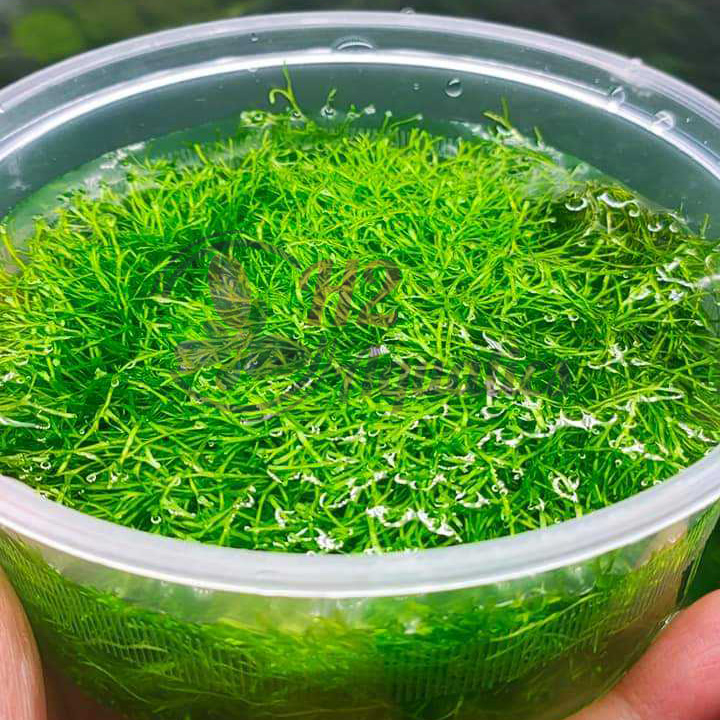 Rêu ricca vỉ - Rêu thủy sinh đẹp - H2 Aquatics