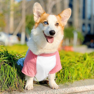 Áo cho chó lớn, áo thun có tay dành cho chó Corgi, Husky, Alaska, Samoyed..