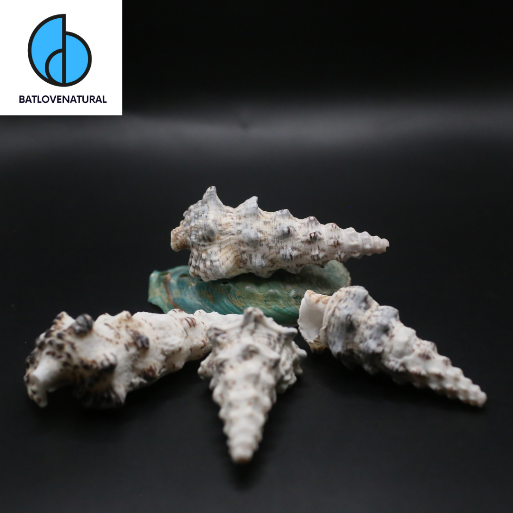 Vỏ ốc Cerithium Nodulosum - Vỏ ốc trang trí nhiều kích thước - Vỏ ốc đẹp