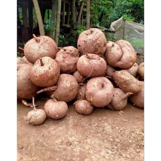 [ Giá sỉ ] Bột sâm tố nữ 100g