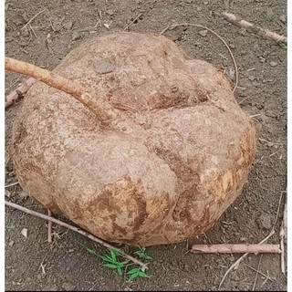[ Giá sỉ ] Bột sâm tố nữ 100g