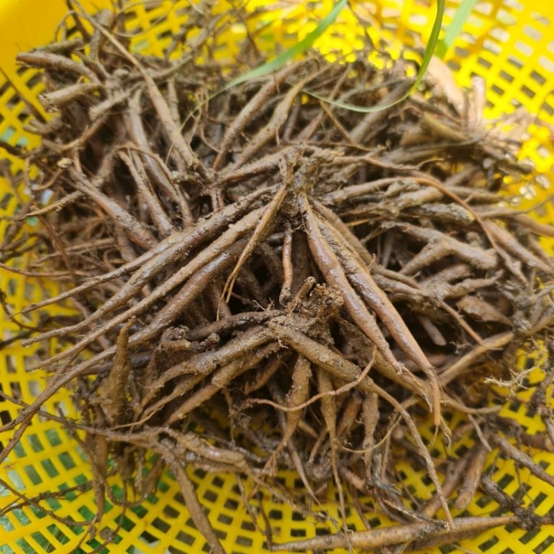 500g Củ sâm đất, sâm tanh tách loại tươi