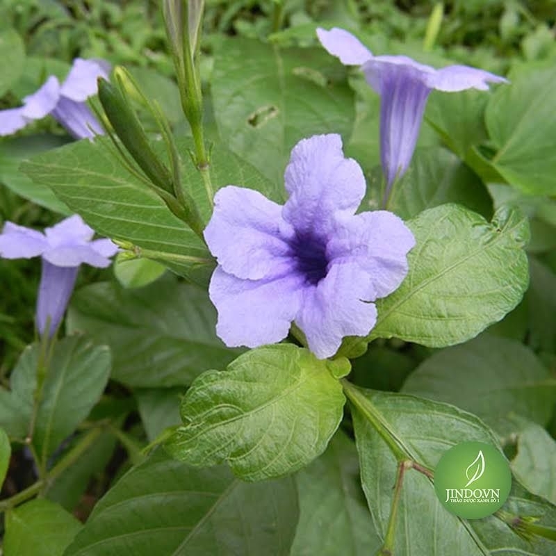 500g Củ sâm đất, sâm tanh tách loại tươi