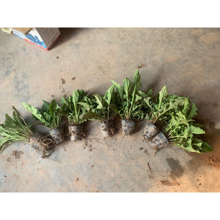 Hoa đồng tiền cổ các màu