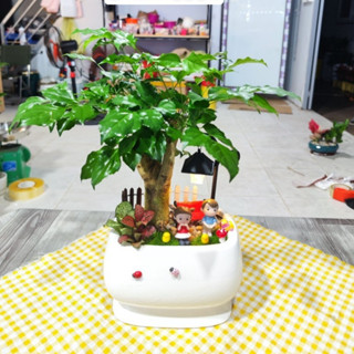  Cây hạnh phúc để sàn để bàn trang trí nội thất   SHIP HỎA TỐC  