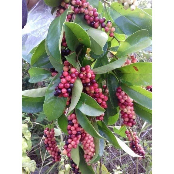 Cây Giống chòi mòi