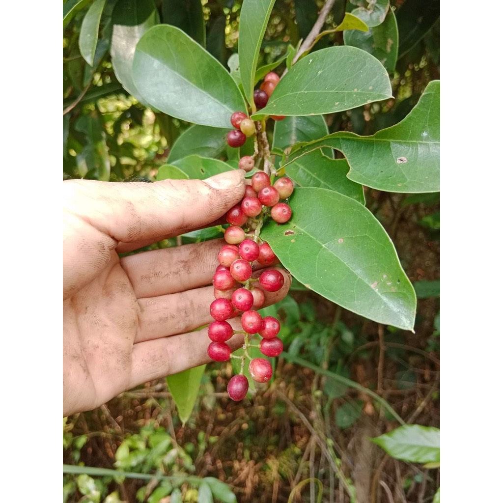 Cây Giống chòi mòi