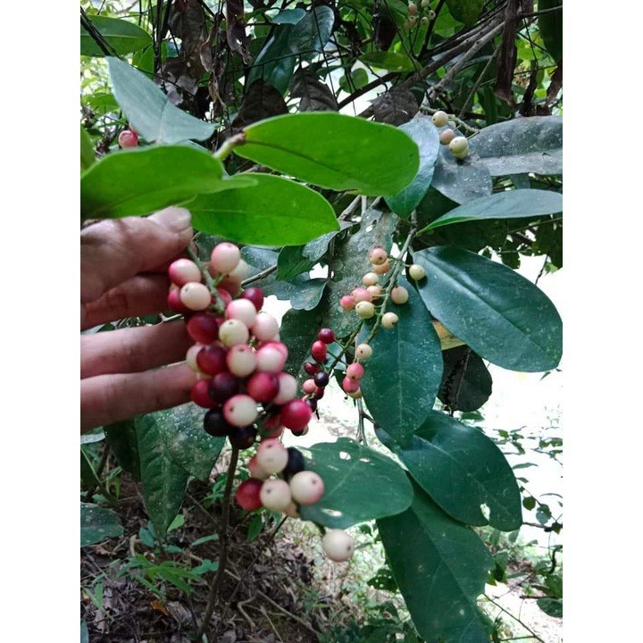 Cây Giống chòi mòi