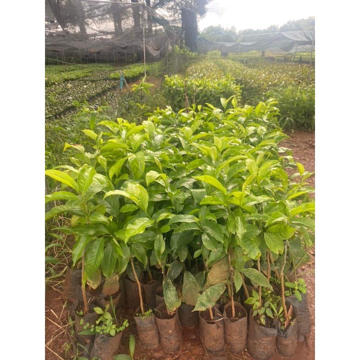 Cây Giống chòi mòi