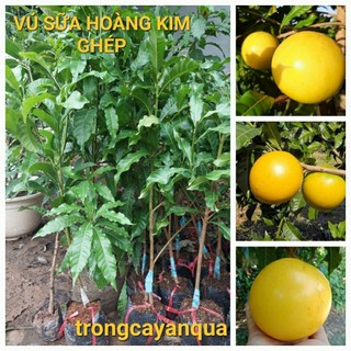 Cây vú sữa hoàng kim ghép cành