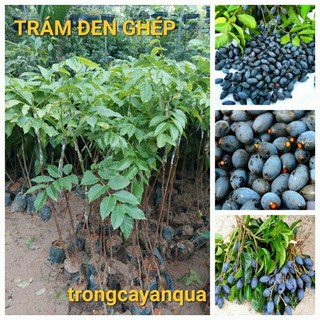 Cây trám đen ghép cao 80cm -1 mét