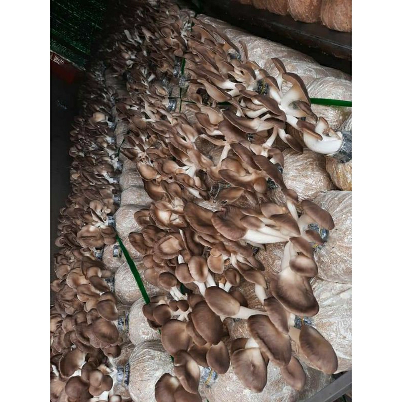 Combo 6 Phôi nấm bào ngư xám