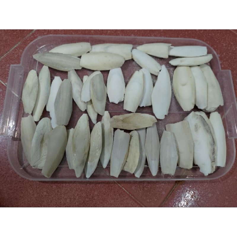 Nang mực bổ sung canxi cho isopod, ốc, chim...
