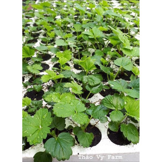 [Hoả tốc-Cây giống] Combo Giống MôVỉ Dâu Tây