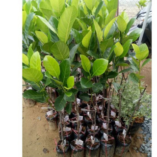 Combo 10 cây mít thái siêu sớm