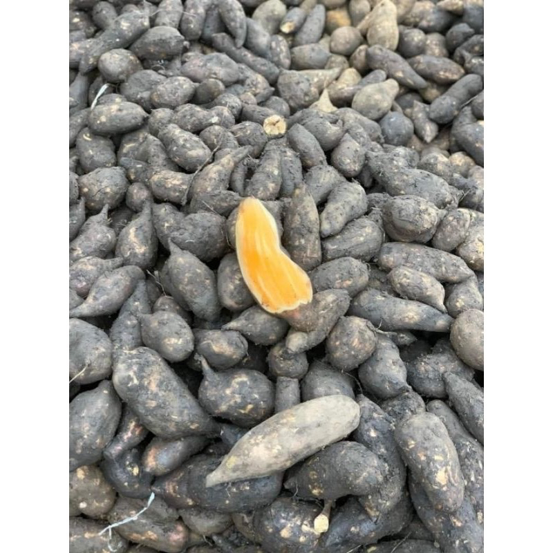 Khoai Sâm đất combo 3kg