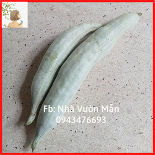 5 Hạt Mướp Nhật ( Mướp Rắn hay còn gọi là Khổ Qua Tây)