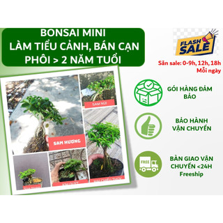 Chậu bonsai mini size <10cm  làm tiểu cảnh non bộ, terrarium, bán cạn