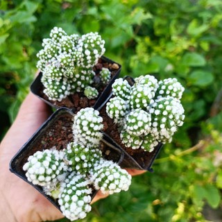 Sale++- Xương Rồng Trụ Tuyết 1 chậu 5cm.