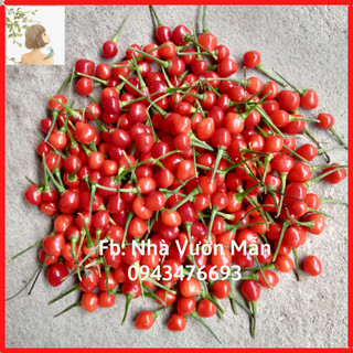 20 trái ớt chiltepin siêu cay