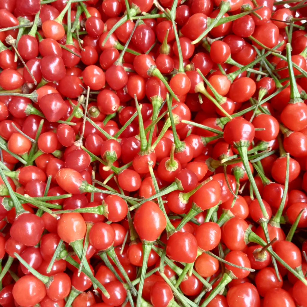 20 Trái  Ớt Chiltepin Siêu Cay