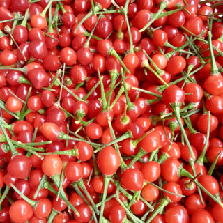 20 Trái (+tặng thêm 5 trái) Ớt Chiltepin Siêu Cay