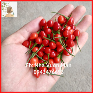 10 hạt ớt chiltepin siêu cay