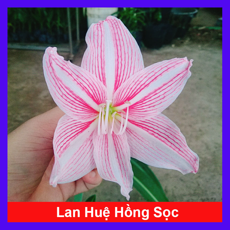 Cây Hoa Lan Huệ Hồng Sọc - cây giao như video