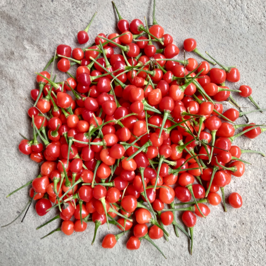 10 Trái  Ớt Chiltepin Siêu Cay