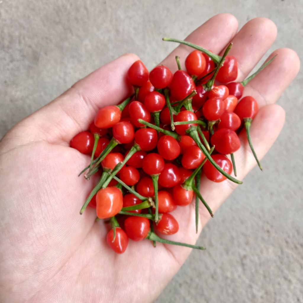 10 Trái  Ớt Chiltepin Siêu Cay