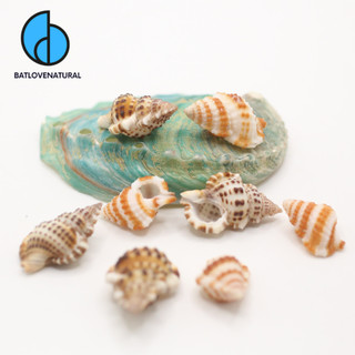 Vỏ ốc Gyrineum Gyrinum - Vỏ ốc mượn hồn baby - Vỏ ốc đẹp