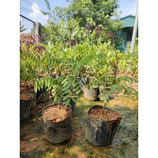 Cây lim lá thắm (còn gọi là lim lửa/lôi khoai)