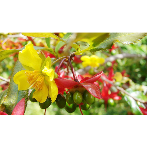 Mai Tứ Quý 1.8m đến 2m