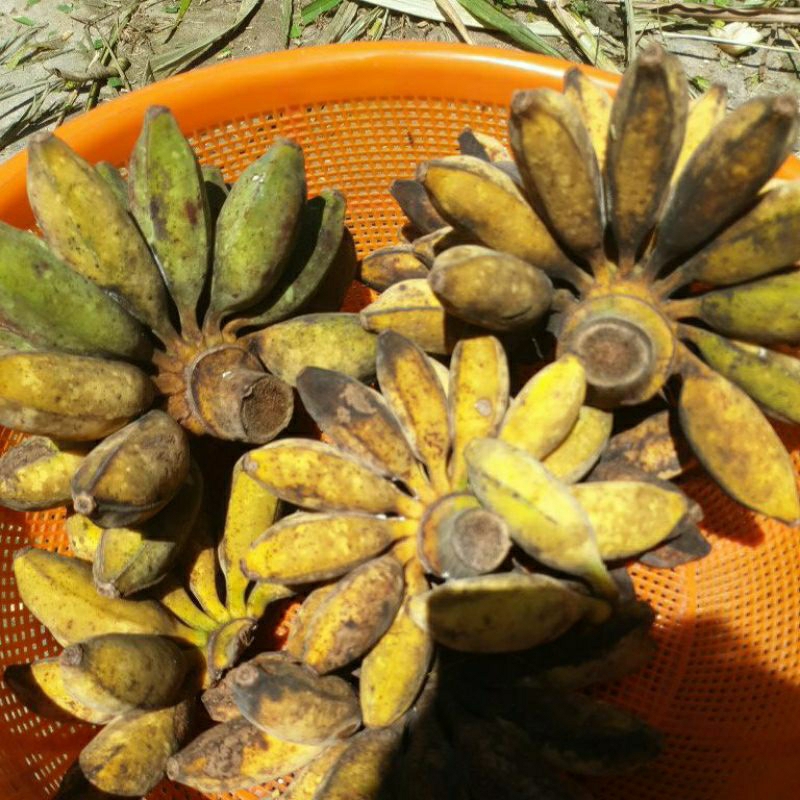 Chuối Sáp Nghệ Hữu Cơ