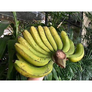 Chuối Laba Đà Lạt chín tự nhiên, nải 2kg