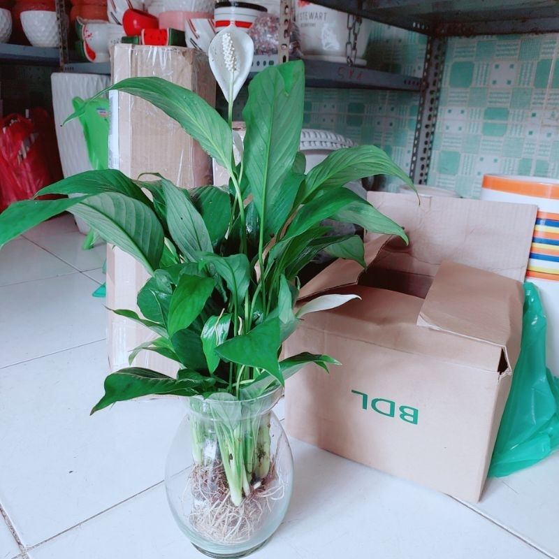 Chậu Cây Lan Ý Thủy Sinh